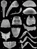 Fig. 43.27