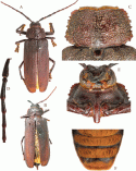 Figure 63