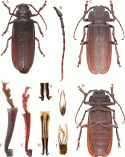 Figure 53