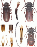 Figure 51