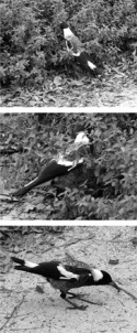 Fig. 5.3.