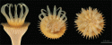 Fig. 18