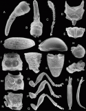 Fig. 43.17