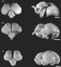 Fig. 3.2.