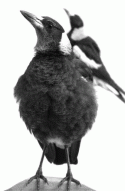 Fig. 10.8.