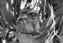 Fig. 6.2.