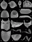Fig. 46.19