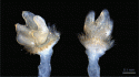 Fig. 118