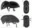 Fig. 46.3