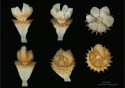 Fig. 115