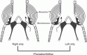 Fig. 10.1.