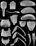 Fig. 43.15