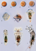 Fig. 10