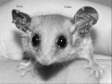Fig. 9.5