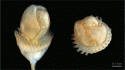 Fig. 112