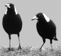 Fig. 5.5.