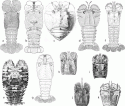 Fig. 11.3