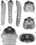 Figs 47.11–47.17