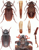 Figure 110