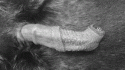 Fig. 2.6