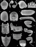 Fig. 46.29