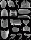 Fig. 46.15