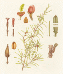 Fig. 14
