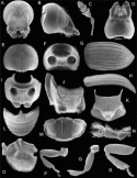Fig. 46.18