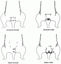 Fig. 12.3