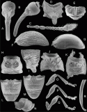 Fig. 43.20