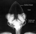 Fig. 3.6.