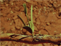 Fig. 4.9