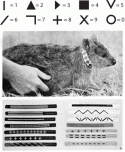 Fig. 10.9