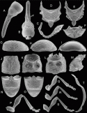 Fig. 43.25