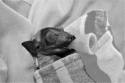 Fig. 13.22