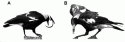 Fig. 4.9.
