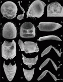 Fig. 46.13