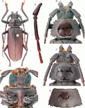 Figure 75
