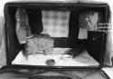 Fig. 13.4