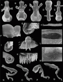 Fig. 43.13
