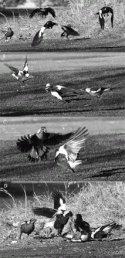 Fig. 9.9.