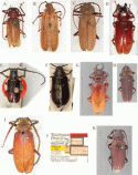 Figure 159