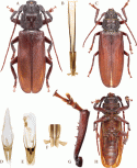 Figure 30