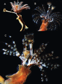 Fig. 11