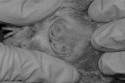 Fig. 9.8