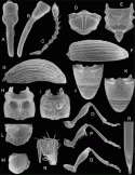 Fig. 43.19