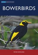 Bowerbirds